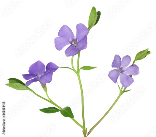 Periwinkle flowers isolated on white background © Alexander