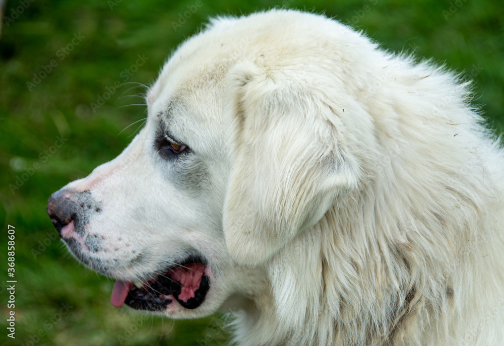 the profile head of a white dog