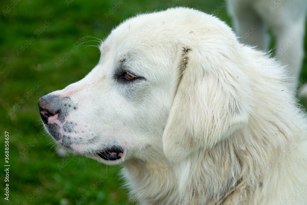 the profile head of a white dog