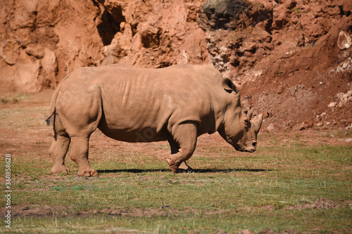 rinoceronte en safari por España © sergio