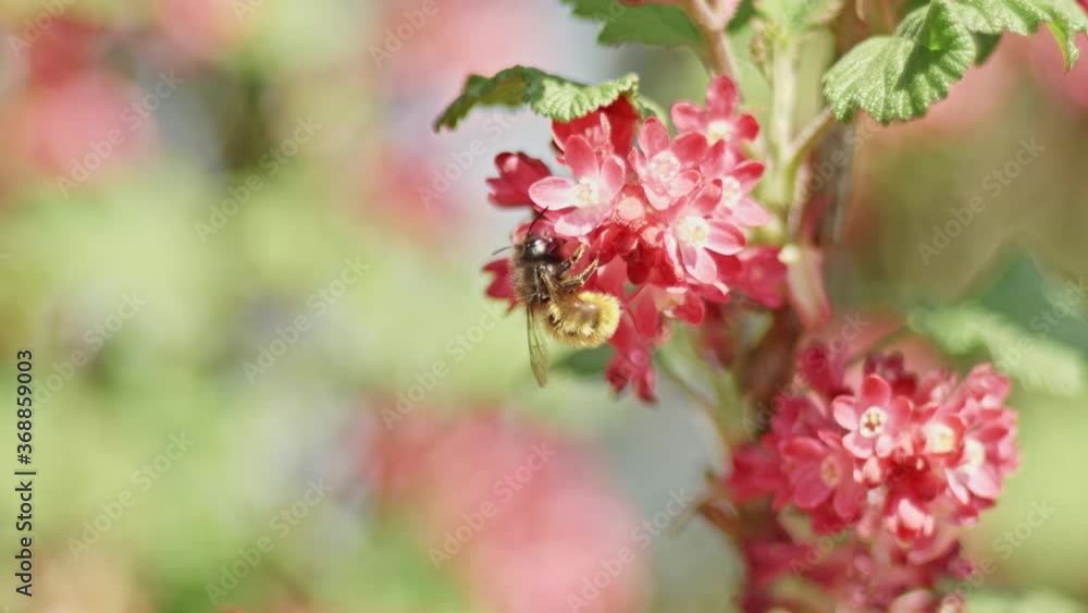 Wild bee taking pollen from blossoms of colorful red flowers and takes off. Slow motion, close up, UHD Wild bee taking pollen from blossoms of colorful red flowers and takes off. Slow motion, close up, UHD