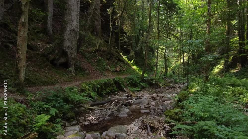 fly-over through a beautiful forest fly-over through a beautiful forest