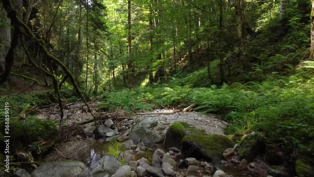 Small stream in the middle of a beautiful forest Small stream in the middle of a beautiful forest