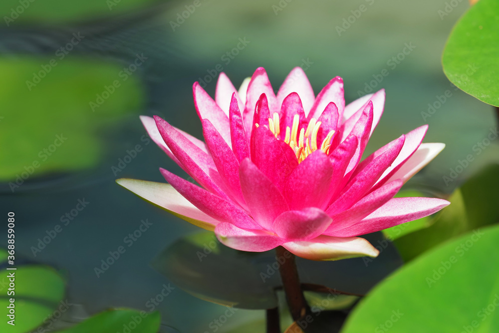 Pink waterlily lake. Water lily or Nymphaea Attraction close-up Pink waterlily lake. Water lily or Nymphaea Attraction close-up