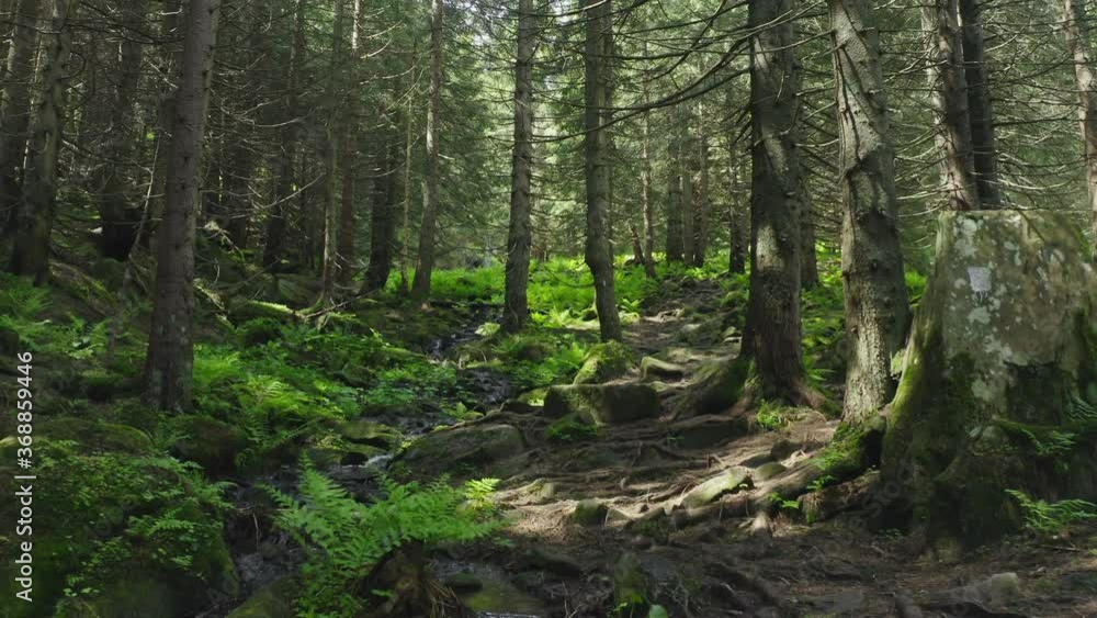 Forest magical summer morning green story plants Forest magical summer morning green story plants