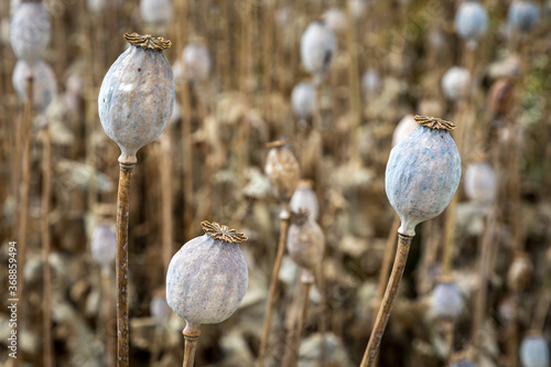 Field full of dry poppies. photo