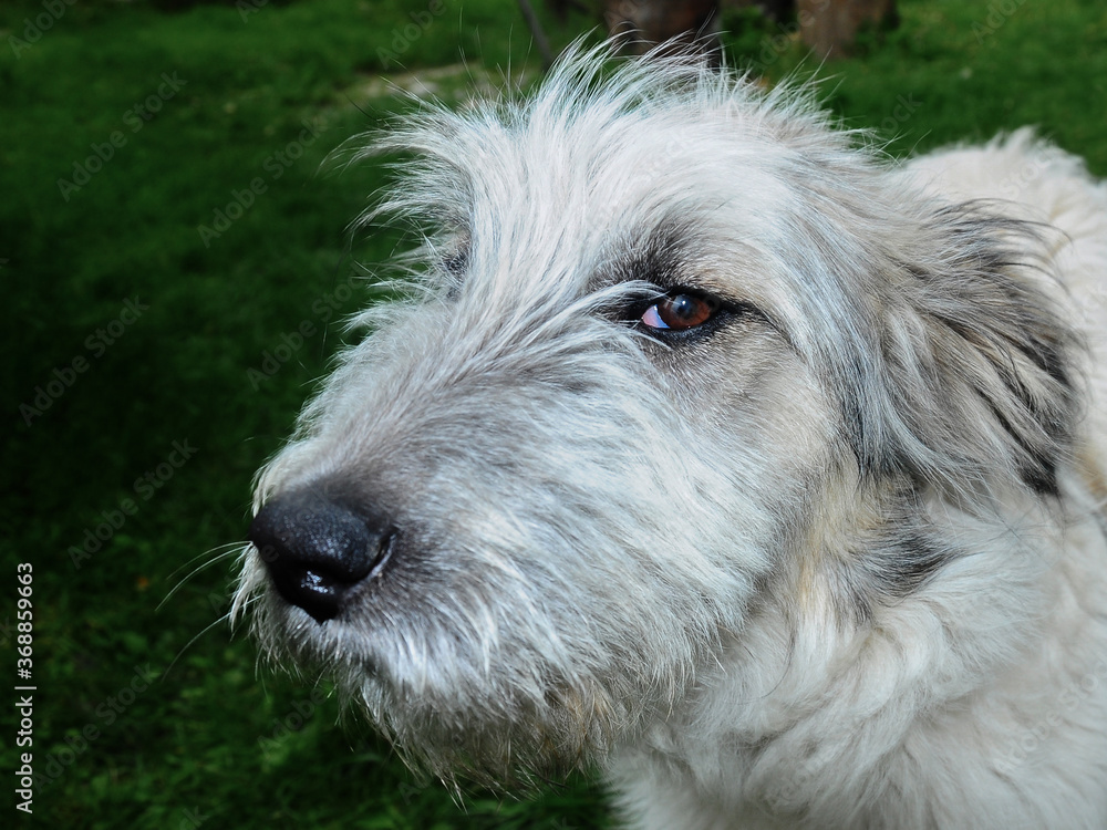 Shepherd dog portrait