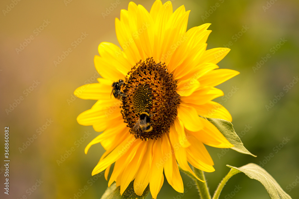 Obraz premium Sunflower with busy bees collecting pollen