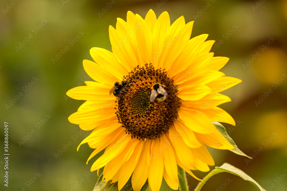 Fototapeta premium Sunflower with busy bees collecting pollen