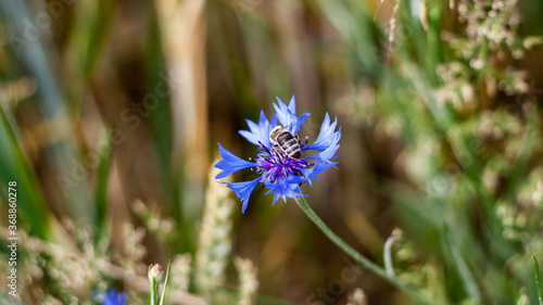 Wallpaper Mural Bee collects pollen on cornflower petals in  field, close-up with blurred background. Blue cornflower flower in the garden. Macro shot. Production of honey on wildflowers by bees. Banner for web site Torontodigital.ca