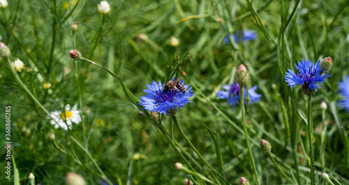 A bee collects pollen on cornflower petals in a field, close-up with a blurred background. Blue cornflower flower in the garden. Production of honey on wildflowers by bees. Banner for web site