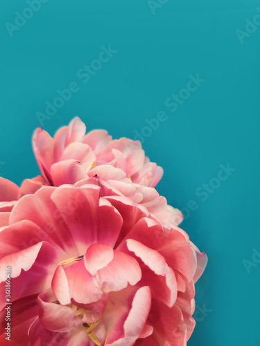 Pink colorful tulips over a blue background, in a flat lay composition with copy space
