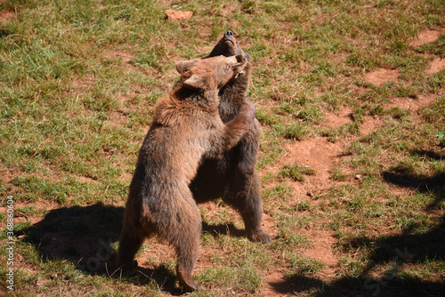 osos en safari por España photo