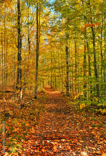 forest in autumn color Algonquin Park Ontario Canada