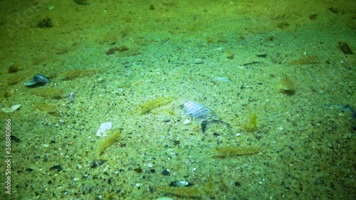 Small gobies Pomatoshistus sp. eat on the sandy seabed. Black Sea photo