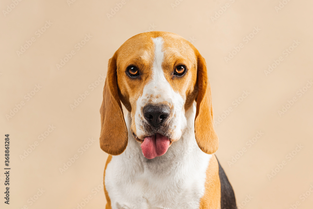 Beagle dog in the foreground sticking out his tongue and looking at camera.