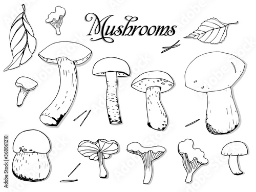 Mushrooms and leaves set, drawn by hand. elements for your design