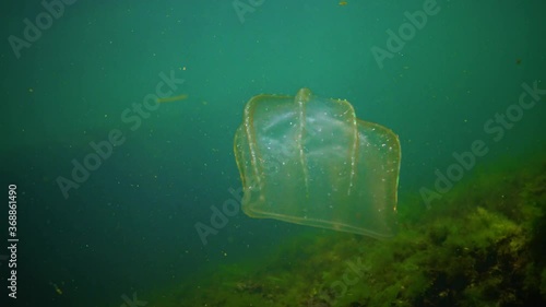 Ctenophores, predatory comb jellyfish invader to the Black Sea, jellyfish Beroe ovate, devouring Mnemiopsis leidy. photo