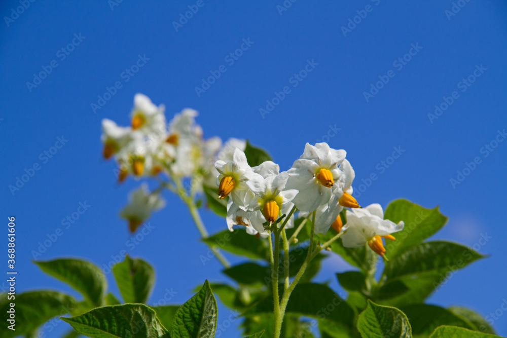 Flowers of a Potato plant with white petals and yellow stamens againts a blue sky