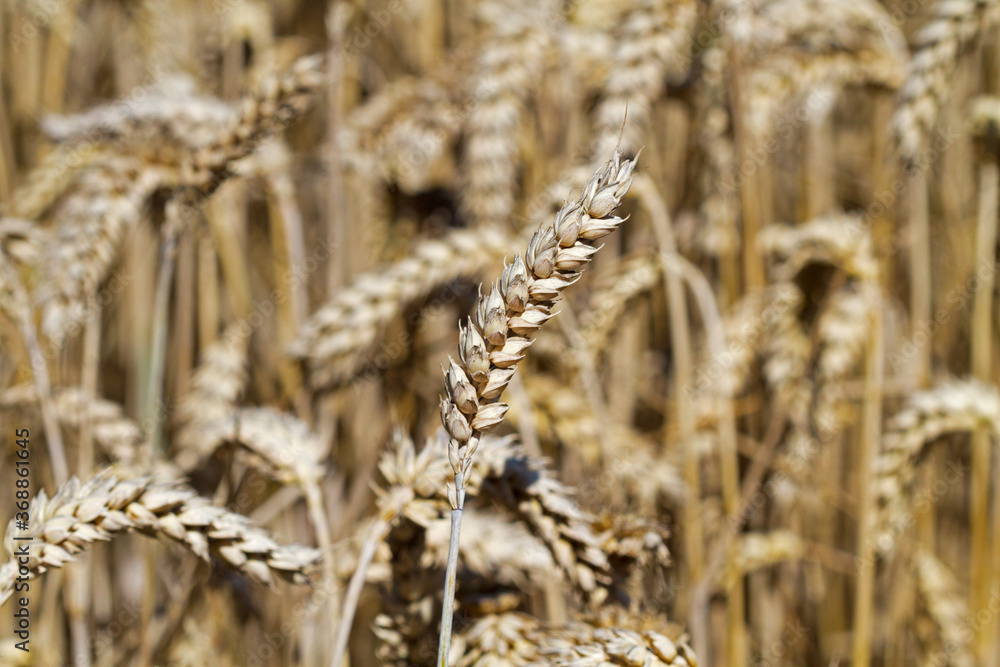 Wheat field, dry crop almost ripe and ready for harvest Wheat field, dry crop almost ripe and ready for harvest