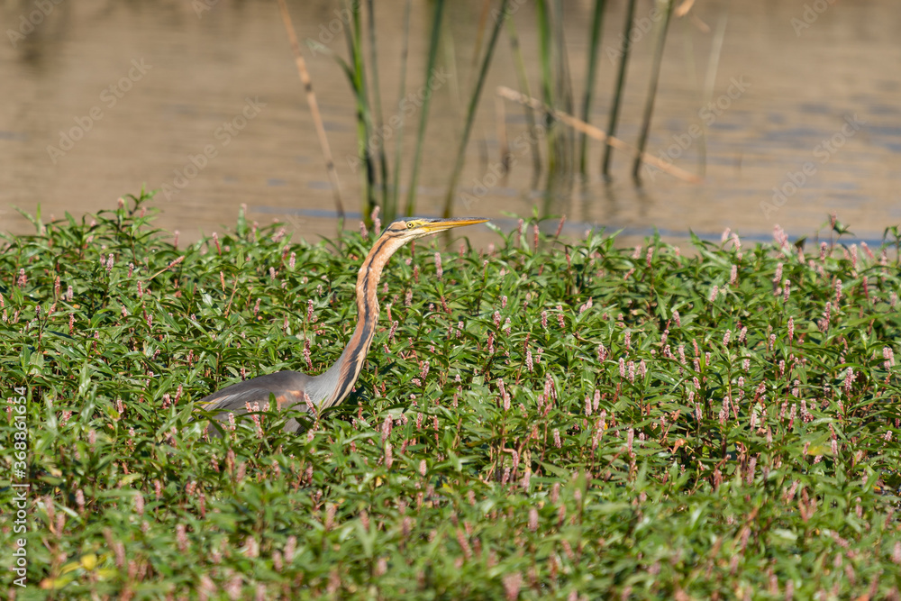 Fototapeta premium Ardea purpura, Imperial heron on the river
