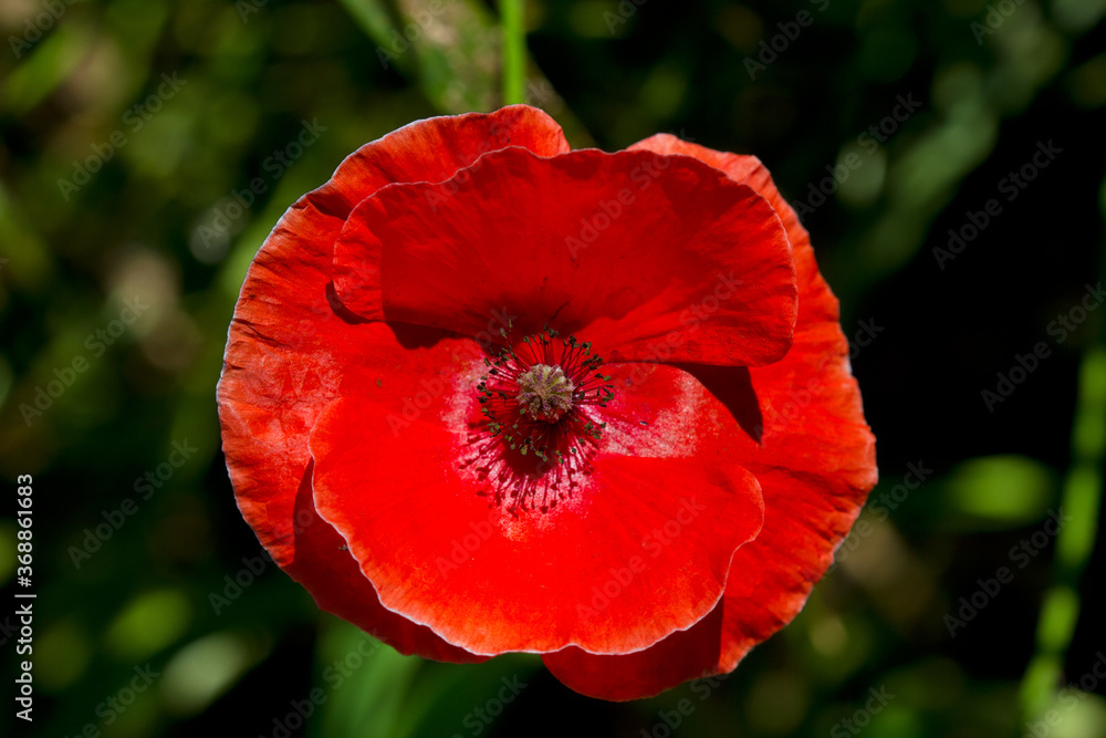 Close-up of the vivid red flower of Common poppy, also known as Flanders poppy Close-up of the vivid red flower of Common poppy, also known as Flanders poppy
