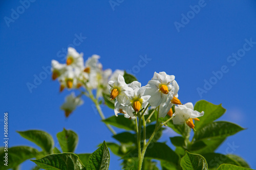 Flowers of a Potato plant with white petals and yellow stamens againts a blue sky