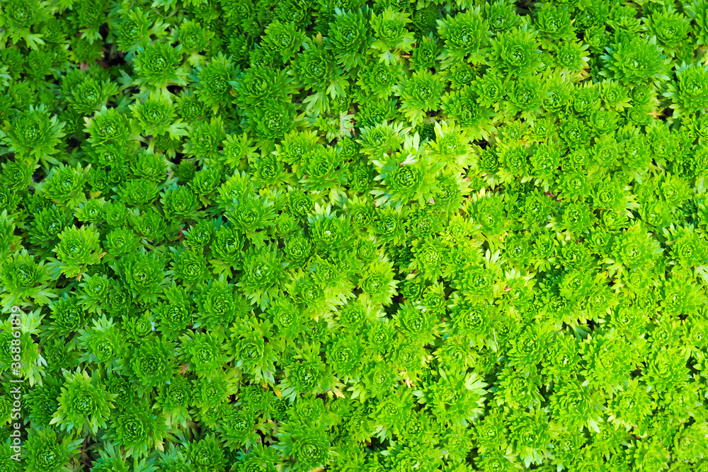 Saxifraga arendsi or mossy saxifrage, green groundcover plant backrgound, top view