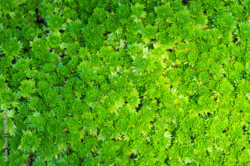 Saxifraga arendsi or mossy saxifrage, green groundcover plant backrgound, top view photo