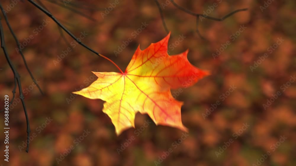 Wind Rips Last Maple Leaf From Branch And Carries It Into The Sky. 3D Animation. 4K. 3840x2160. Wind Rips Last Maple Leaf From Branch And Carries It Into The Sky. 3D Animation. 4K. 3840x2160.