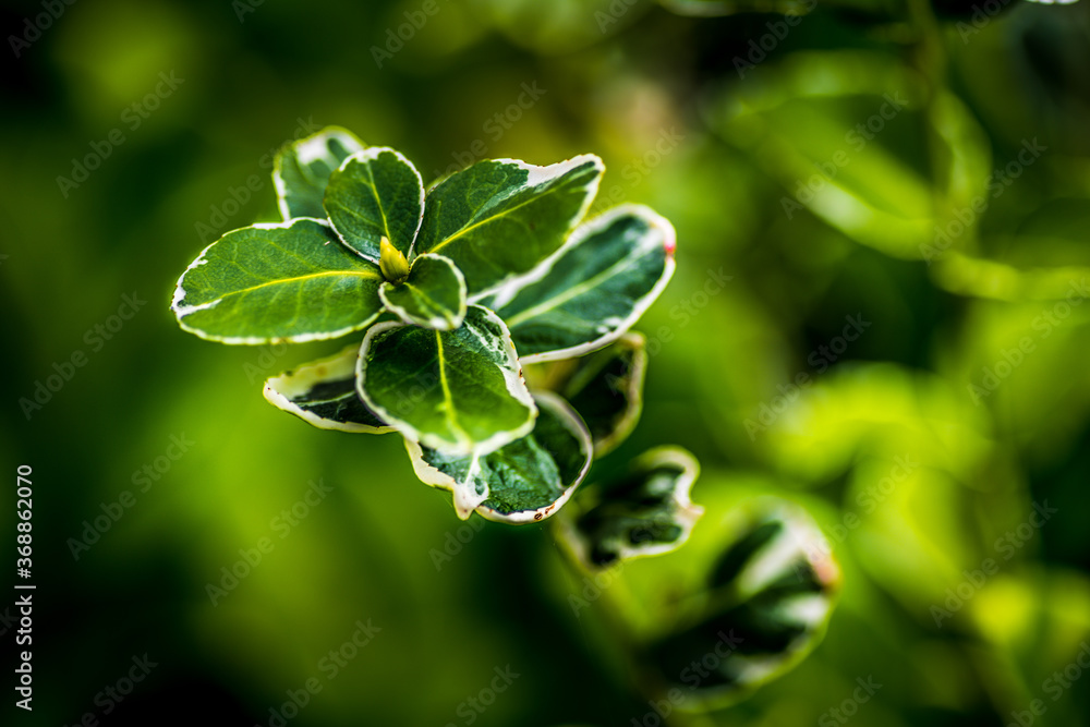 close up of a green plant close up of a green plant