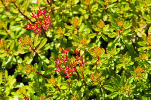 Sedum kamtschaticum red flower, top view