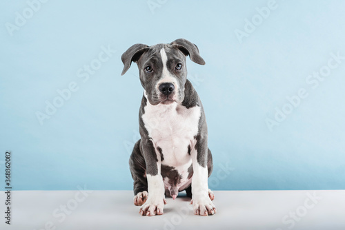 Puppy dog ​​sitting full body in studio on blue background.