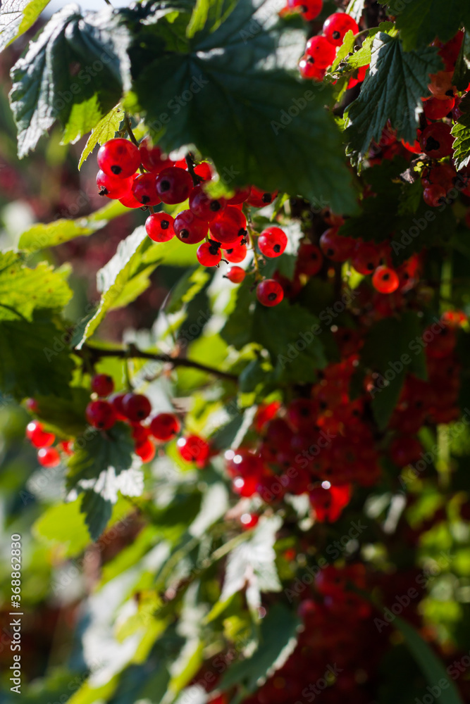 Obraz premium red berries