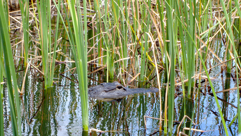 Alligator head swimming through Everglades sawgrass Alligator head swimming through Everglades sawgrass