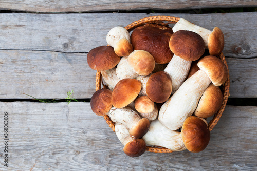 Boletus mushrooms in a basket on a wooden background. Fresh Royal porcini mushrooms. Top view.