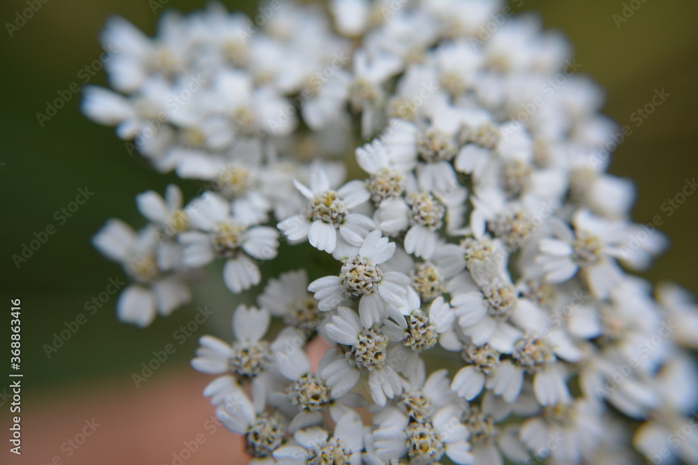 Macro picture of a white out of focus wildflower, El Chalten, Patagonia, Argentina Macro picture of a white out of focus wildflower, El Chalten, Patagonia, Argentina