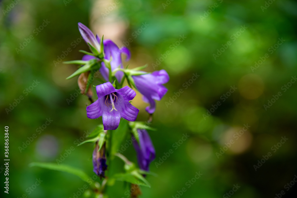 Glockenblume Glockenblume