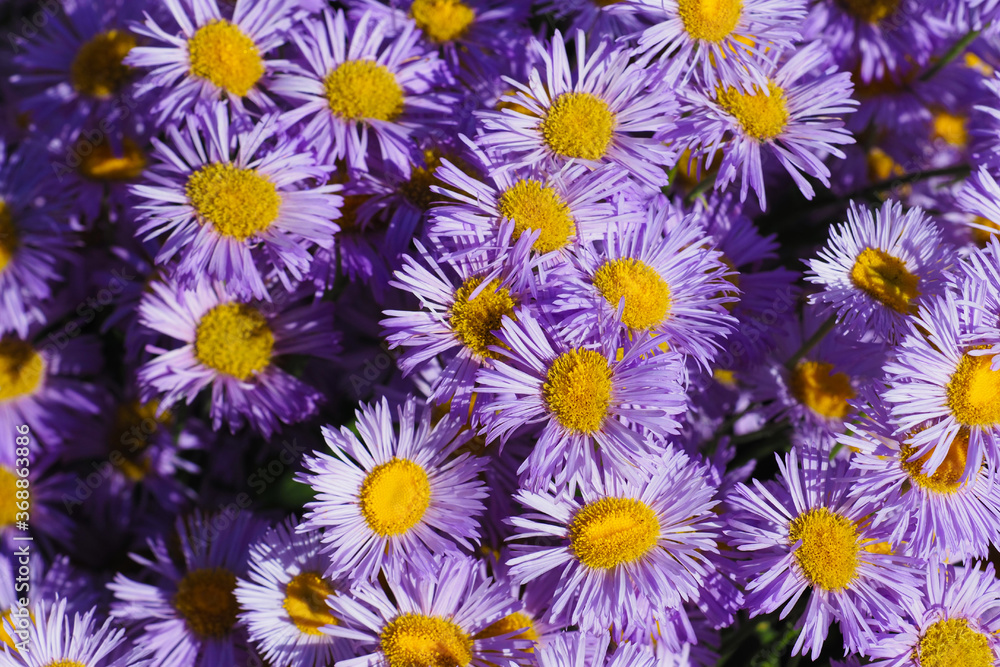 Violet and orange flowers Aster alpinus. Field of Alpine aster, sunlight