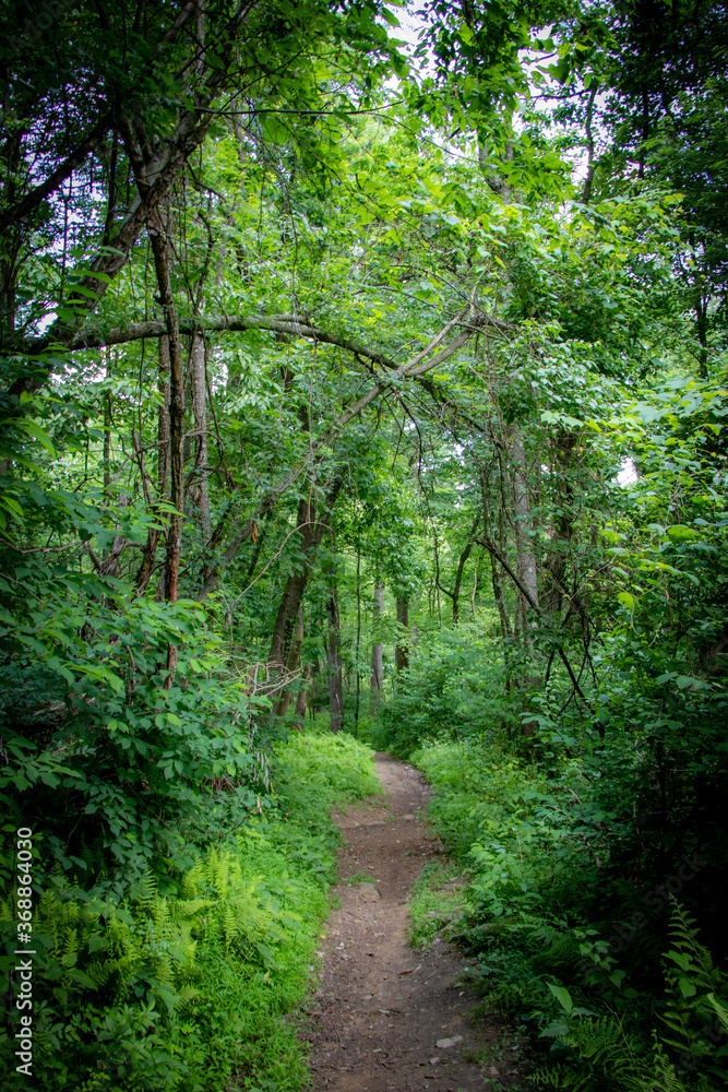 Path in the woods – Pennsylvania Path in the woods – Pennsylvania