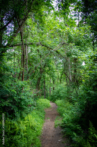 Path in the woods – Pennsylvania © Barbora Batokova