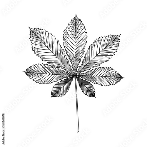 Chestnut leaf in engraving style, isolated on white background. Hand drawn vector illustration