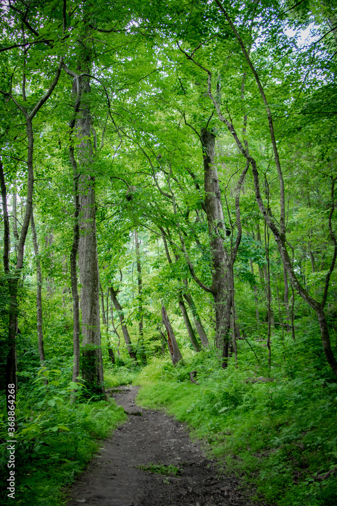 Path in the woods – Pennsylvania Path in the woods – Pennsylvania