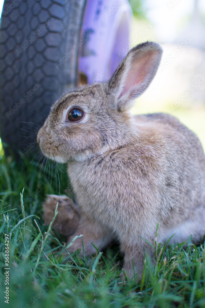 Small bunny rabbit sitting by cart wheel Small bunny rabbit sitting by cart wheel