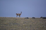 Llama watching the cameraman over a hill in the horizon, Calafate, Patagonia, Argentina.