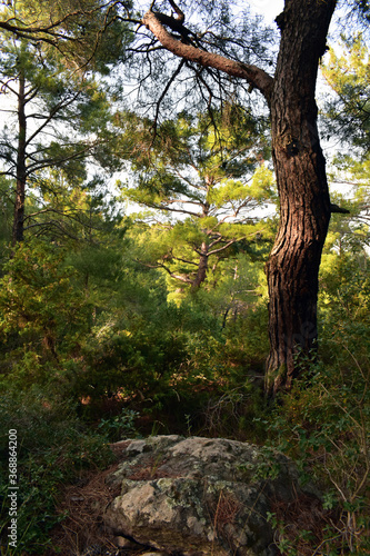 autumn in the forest