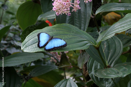 Blue butterfly Morpho peleides sitting on green leaves photo