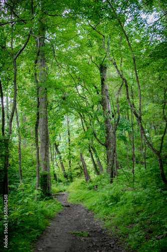 Fototapeta Naklejka Na Ścianę i Meble -  Path in the woods – Pennsylvania