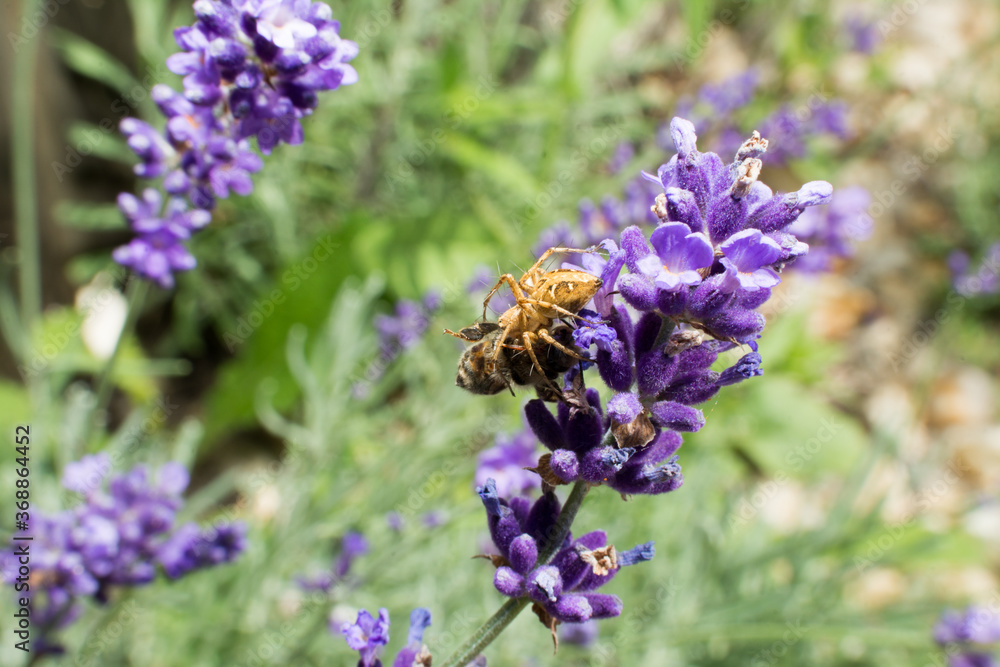 spider holding bee on lavender plant #3 spider holding bee on lavender plant #3