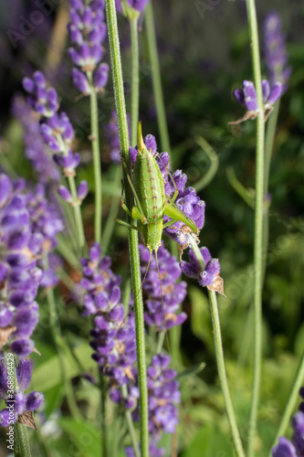 Bush cricket climbing on lavender